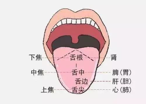 望舌苔如何“望”？