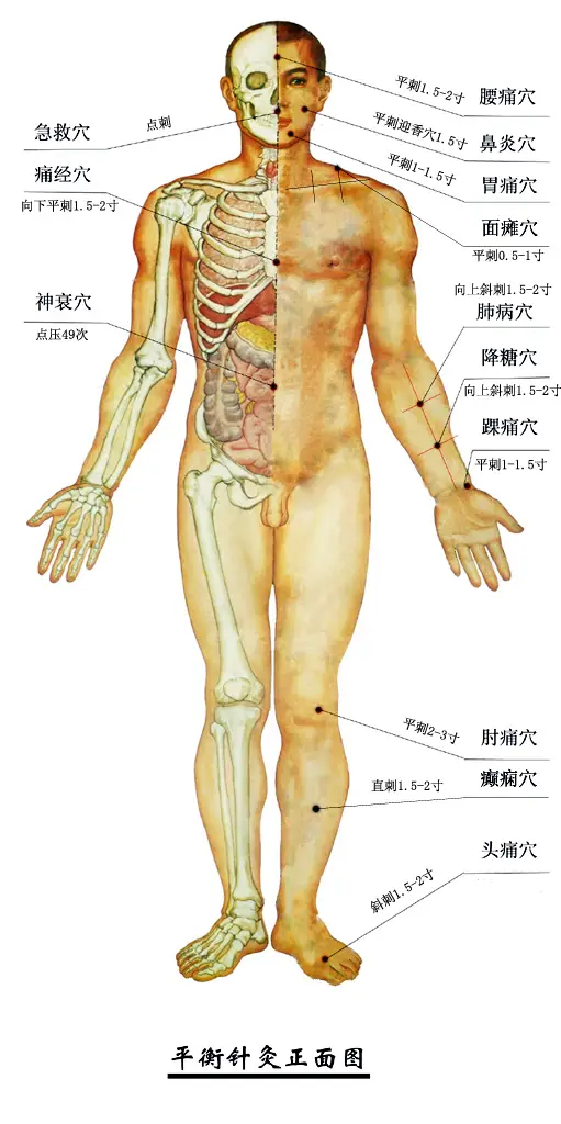 平衡针灸穴位定位图
