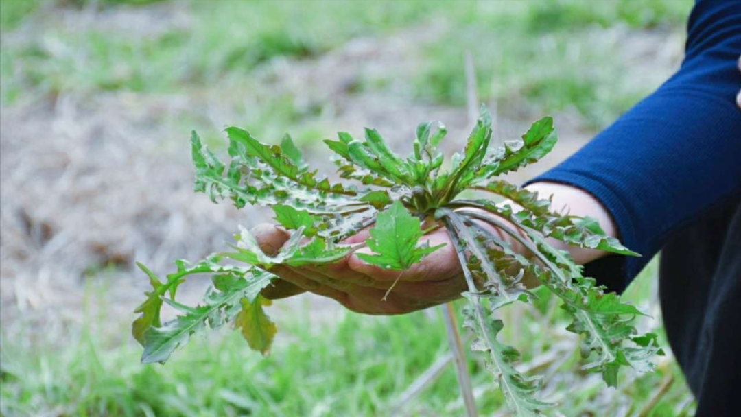 止泻：荠菜中的荠菜酸能抑制肠道痉挛