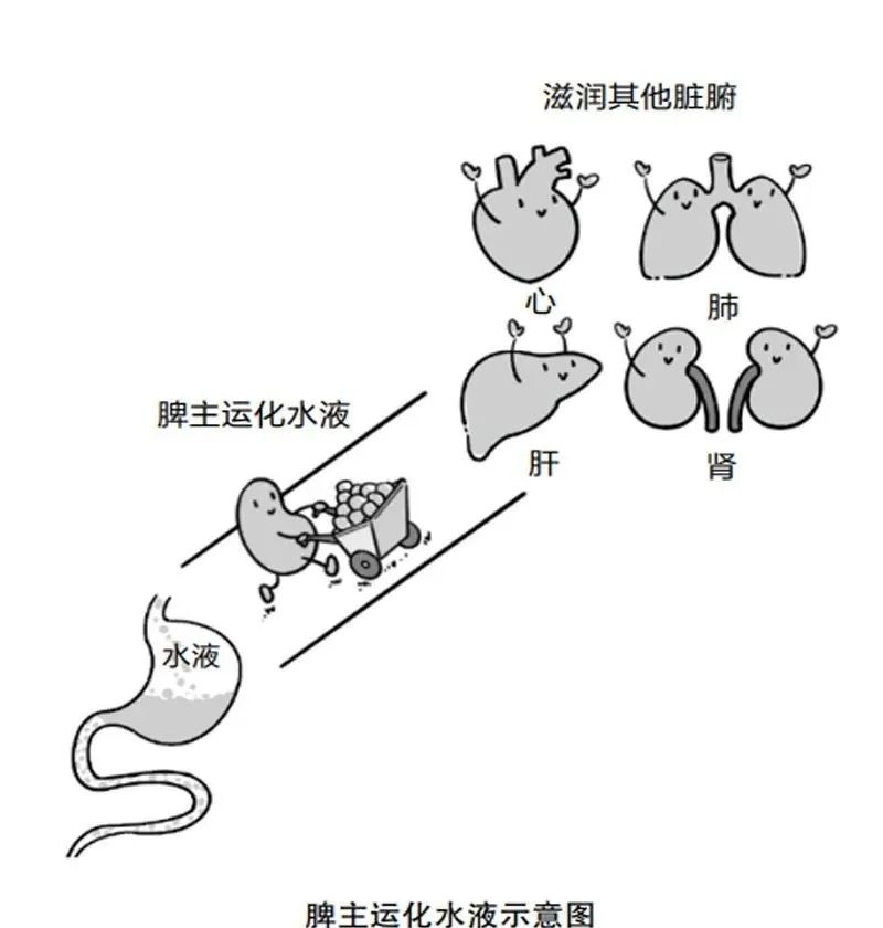 只有5味中药，从根上断绝湿气，还能治气虚和脾虚！